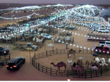 الابل